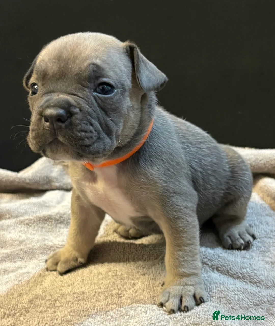 Mixed Breed dogs for sale: Frenchie mix - Advert 5