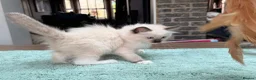 Ragdoll cats for sale: 🏆Sired by Imperial Grand Champion TICA REGISTERED - Advert 22