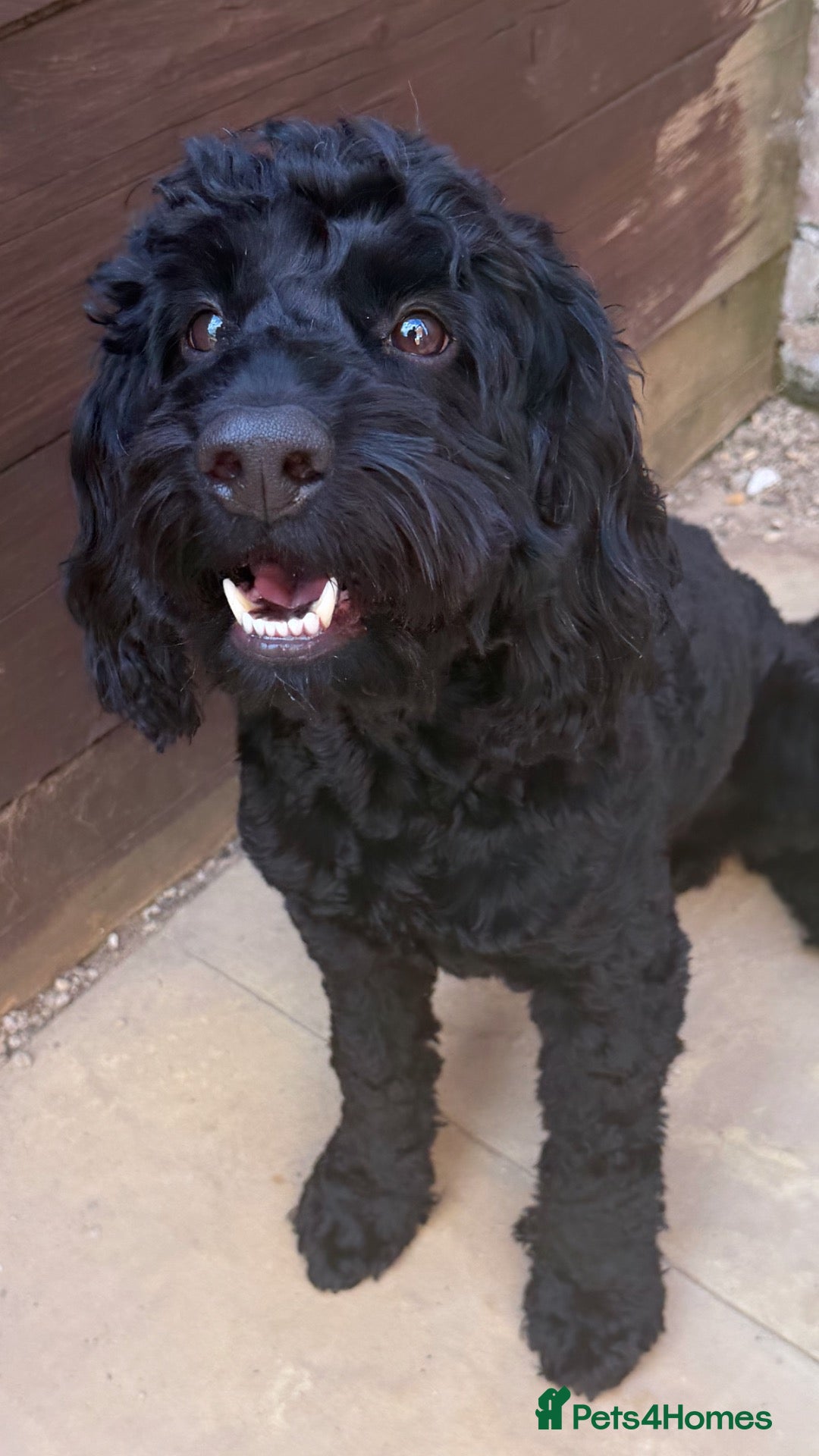 Cockapoo dogs Cockapoo for Rehoming - Advert 1