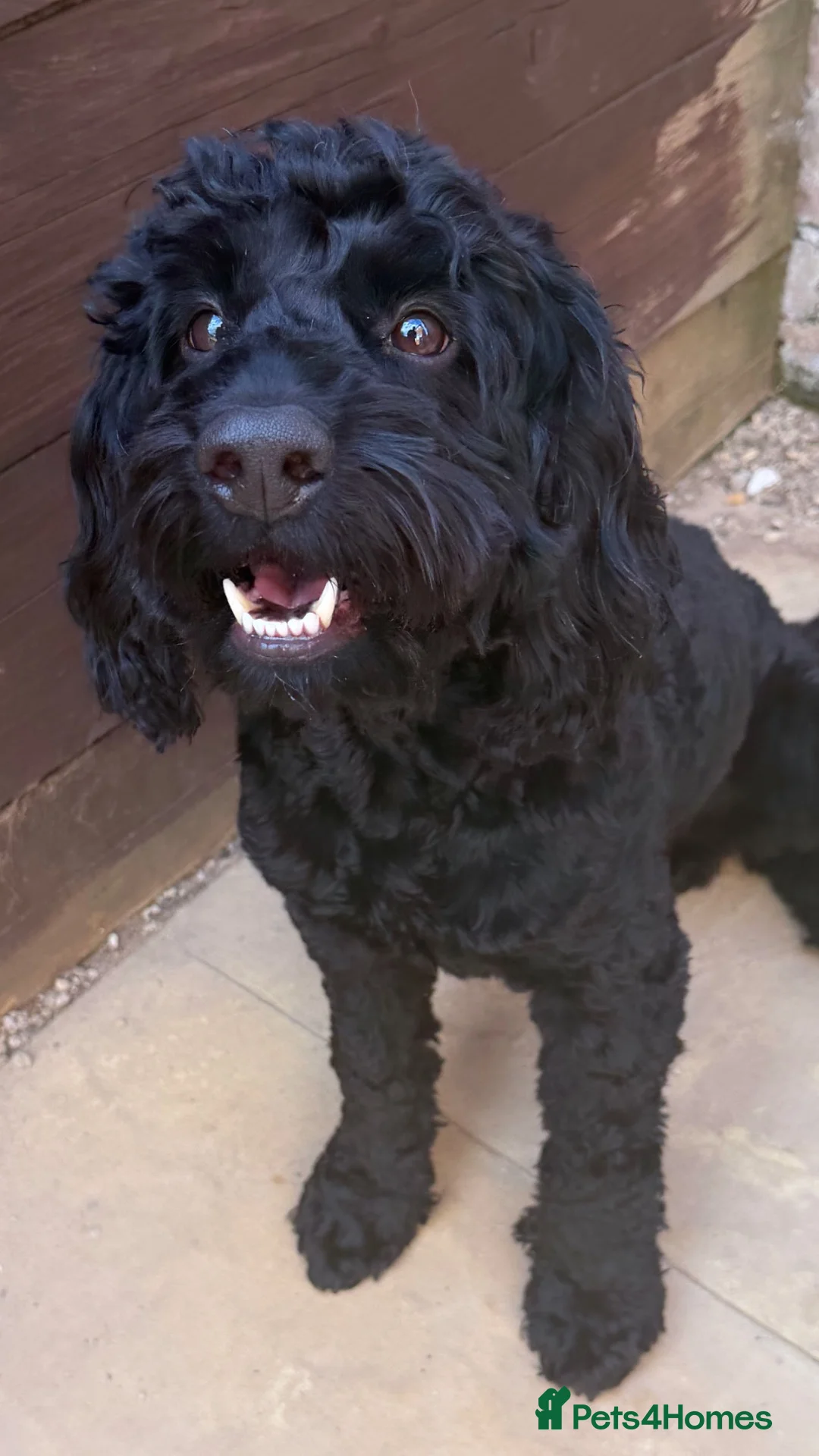 Cockapoo dogs for sale: Cockapoo for Rehoming - Advert 1