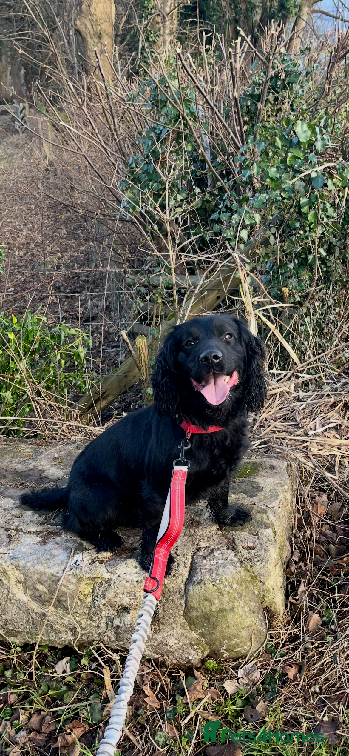 Sprocker dogs Sprocker for stud - Advert 2