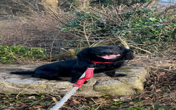 Sprocker dogs for stud: Sprocker for stud - Image 1