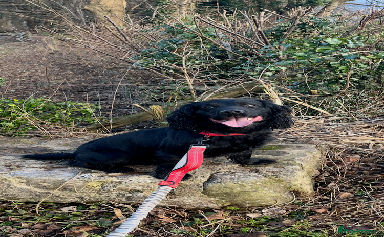 Sprocker dogs - Advert 3