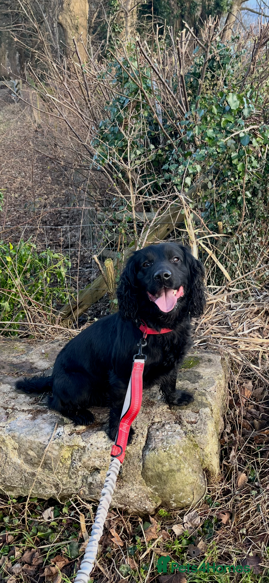 Sprocker dogs for stud: Sprocker for stud - Image 1