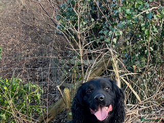 Sprocker dogs - Advert 1