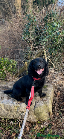 Sprocker dogs Sprocker for stud - Advert 1