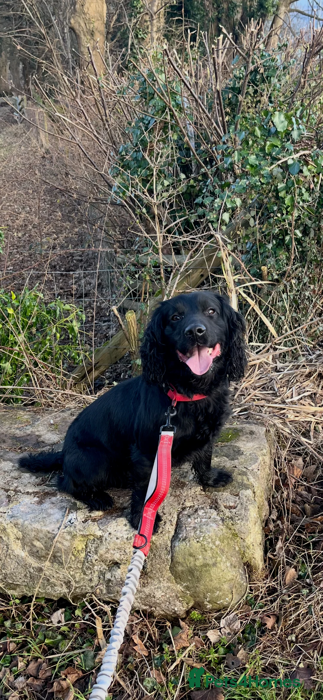 Sprocker dogs for stud: Sprocker for stud - Advert 1