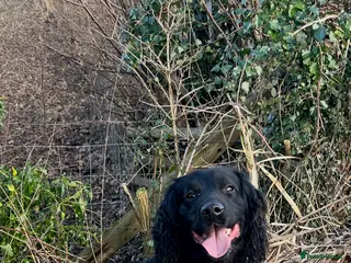 Sprocker dogs Sprocker for stud - Advert 2