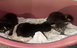 Mixed Breed cats for sale: 2 male 2 female beautiful kittens - Image 15