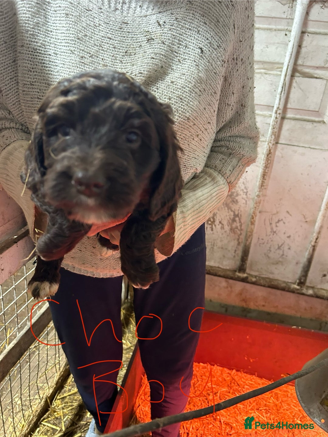 Mixed Breed dogs for sale: Cavapoo Puppies - Advert 31