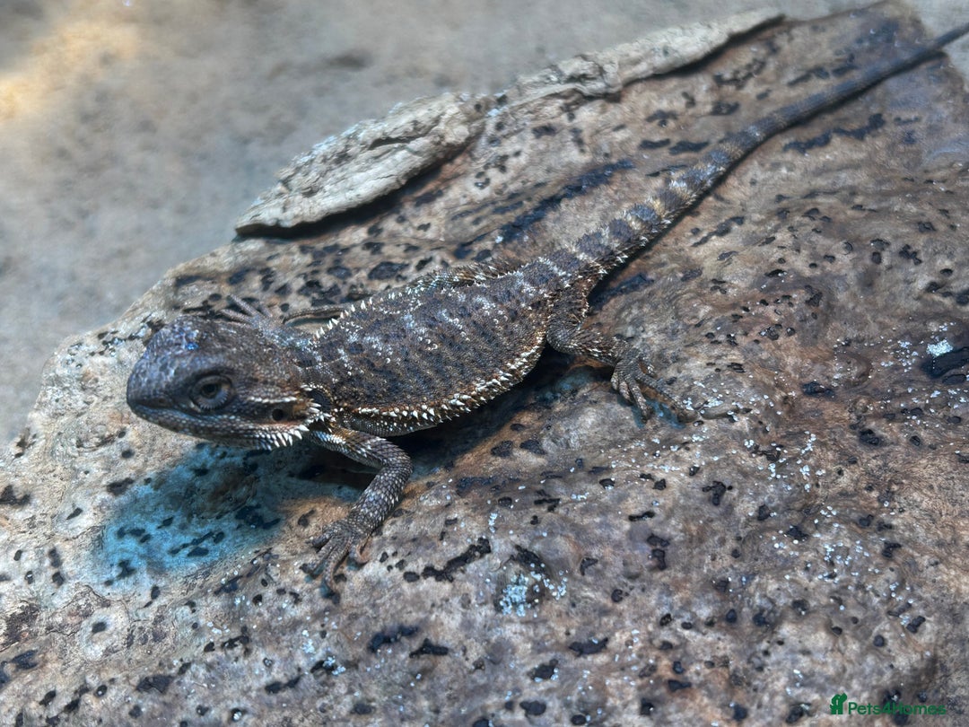 Bearded Dragon reptiles for sale: Bearded Dragons - stunning babies  - Image 2