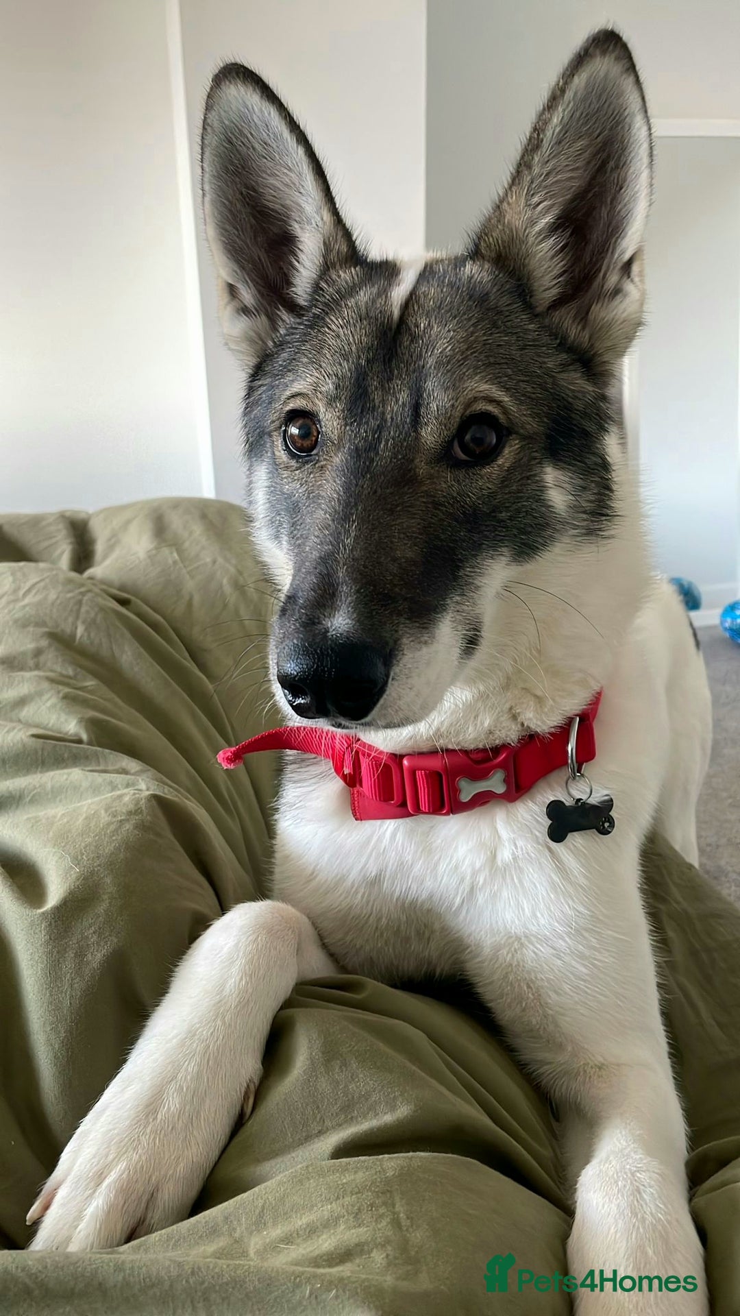 Siberian Husky dogs for sale: Our amazing Siberian Husky "Rocky" - Advert 1