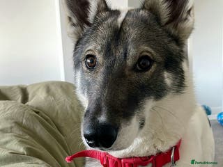 Siberian Husky dogs Our amazing Siberian Husky "Rocky" - Advert 2