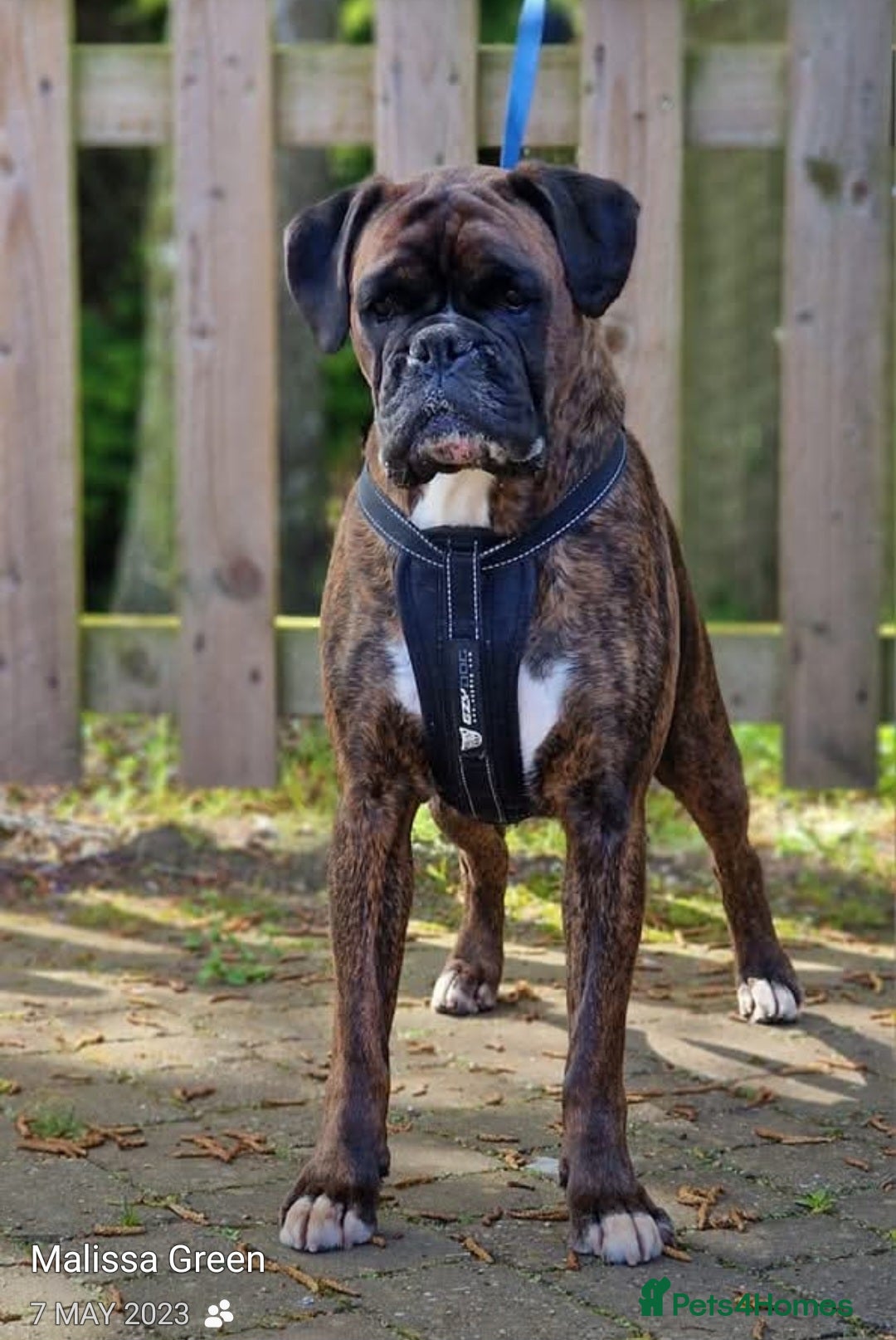 Boxer dogs for sale: Male pup available  - Advert 5