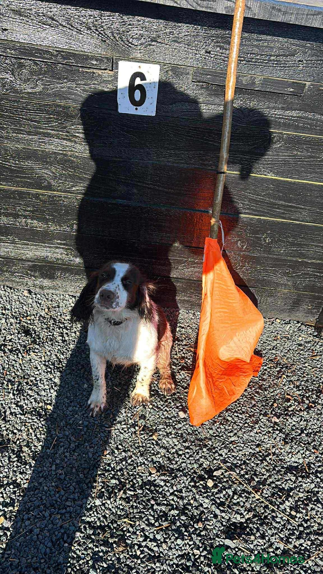 Cocker Spaniel dogs for sale: Bruce 11month old cocker spaniel - Advert 3