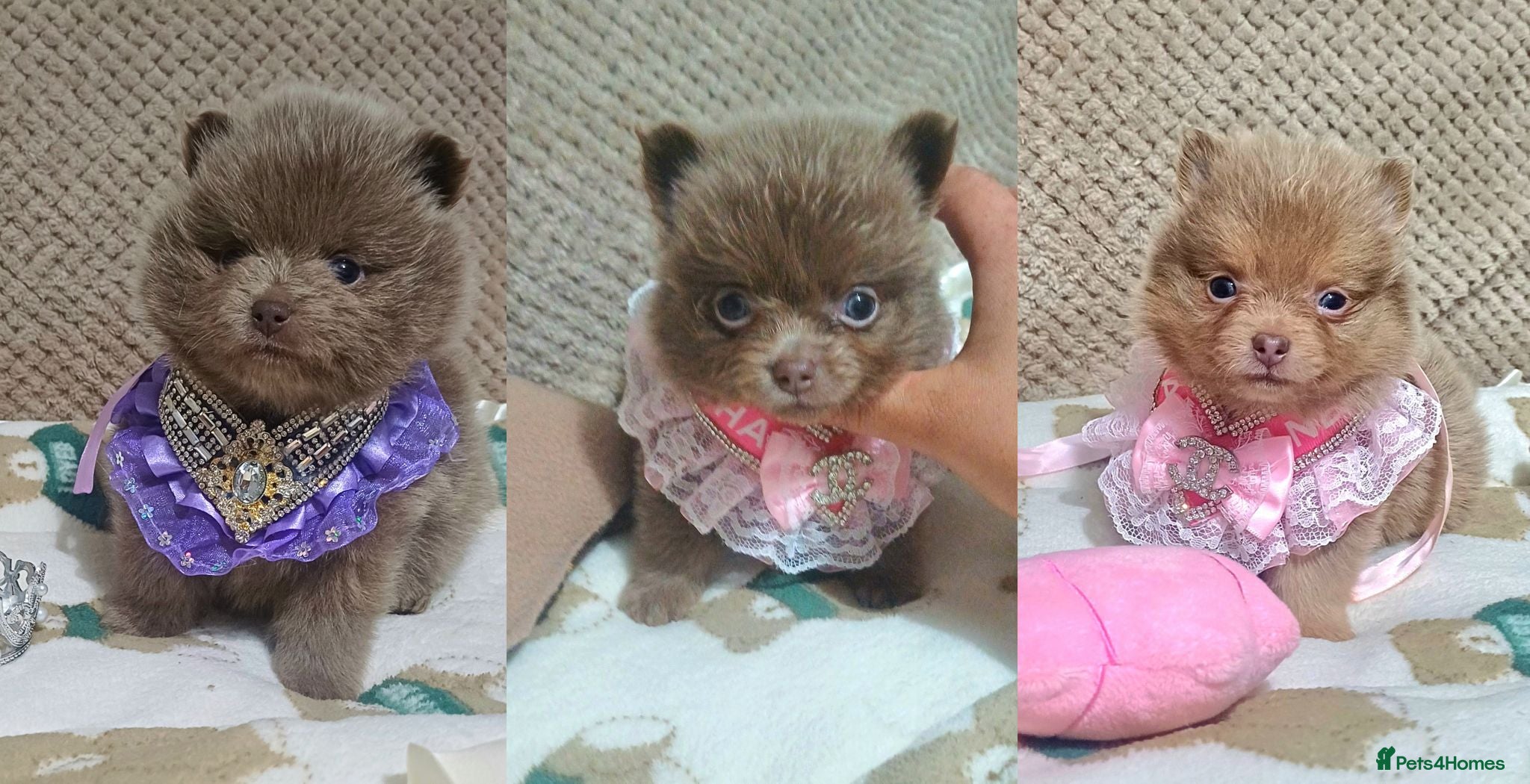Pomeranian dogs Amazing Tiny lilac pomeranian girls  - Advert 15