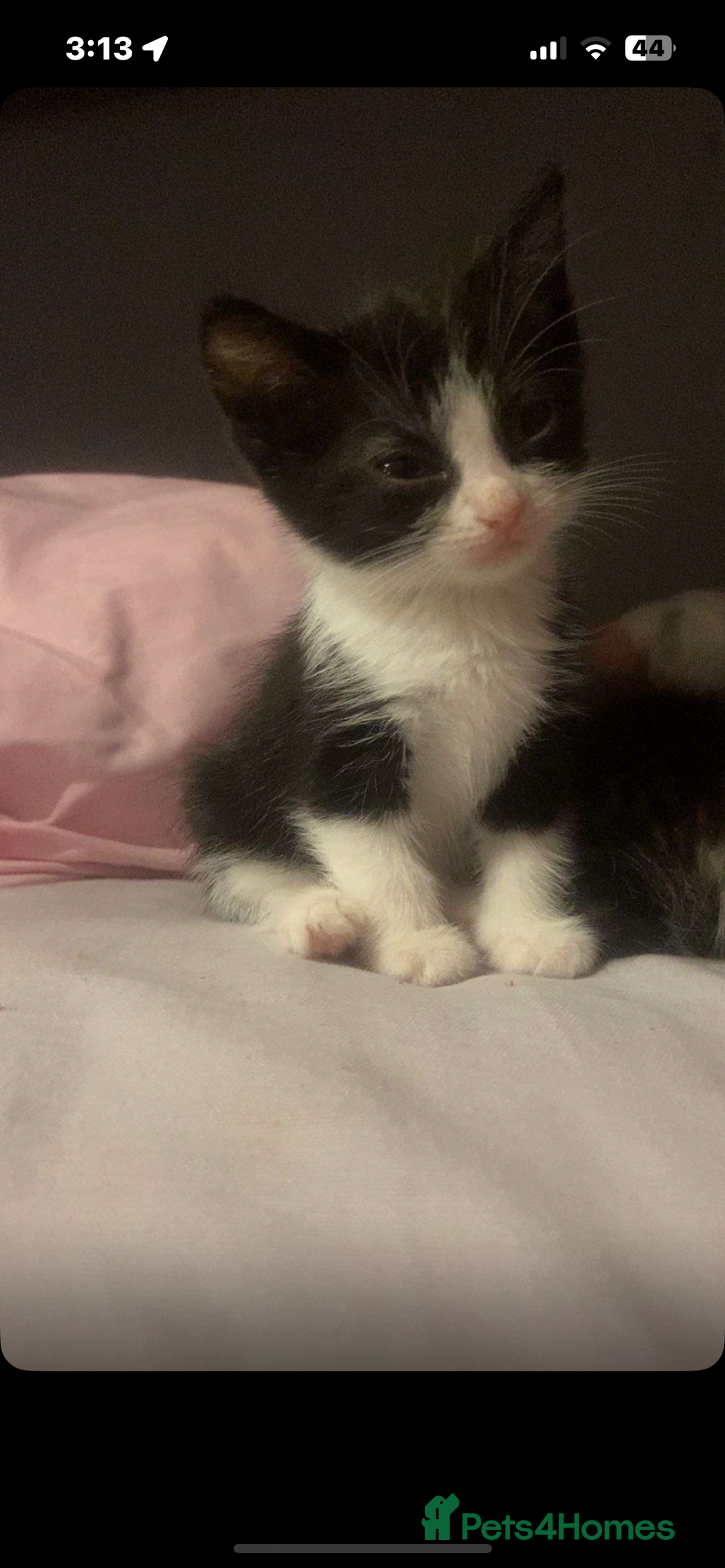Maine Coon cats for sale: 2 female half maine coon kittens left - Image 3