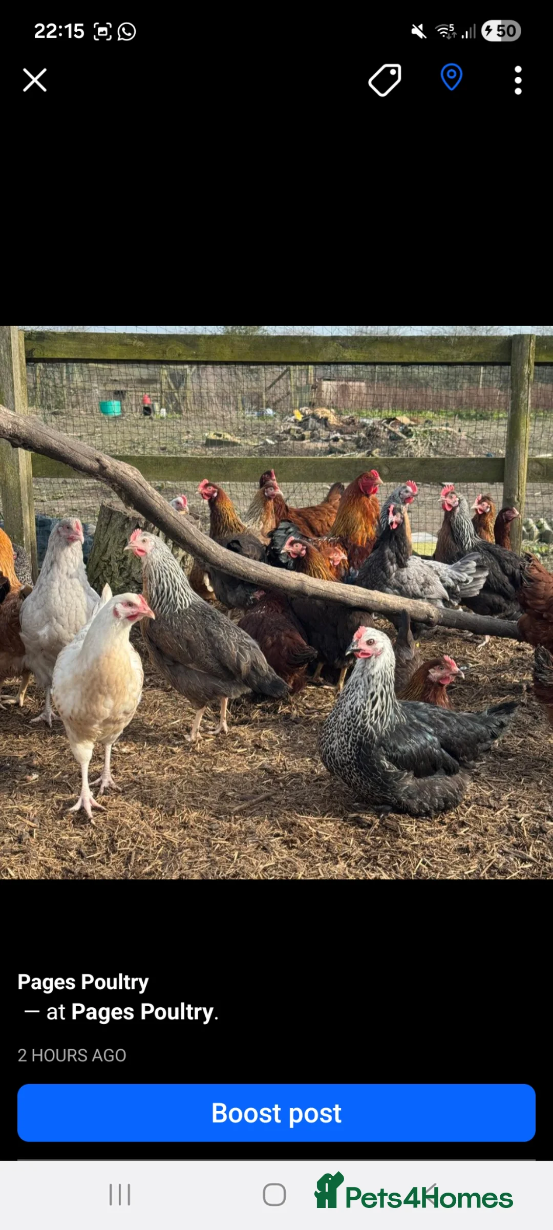 Chickens poultry for sale: Hybrids  - Advert 2