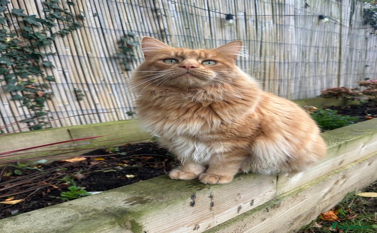 Maine Coon cats Rex - Ginger mainecoon/Norwegian forest cat - Advert 1