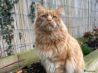 Maine Coon cats for sale: Rex - Ginger mainecoon/Norwegian forest cat - Advert 1