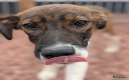 Mixed Breed dogs for adoption: Petunia - In Ayr looking for a home  - Image 5
