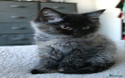 Norwegian Forest Cat cats for sale: Smoke Tortie Female, Possible Norwegian Forest - Advert 4