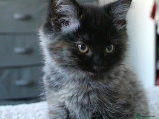 Norwegian Forest Cat cats Smoke Tortie Female-Norwegian Forest cross Persian - Advert 15