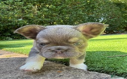French Bulldog dogs for sale: Cocoa/fawn Fluffy frenchie girl  - Image 5
