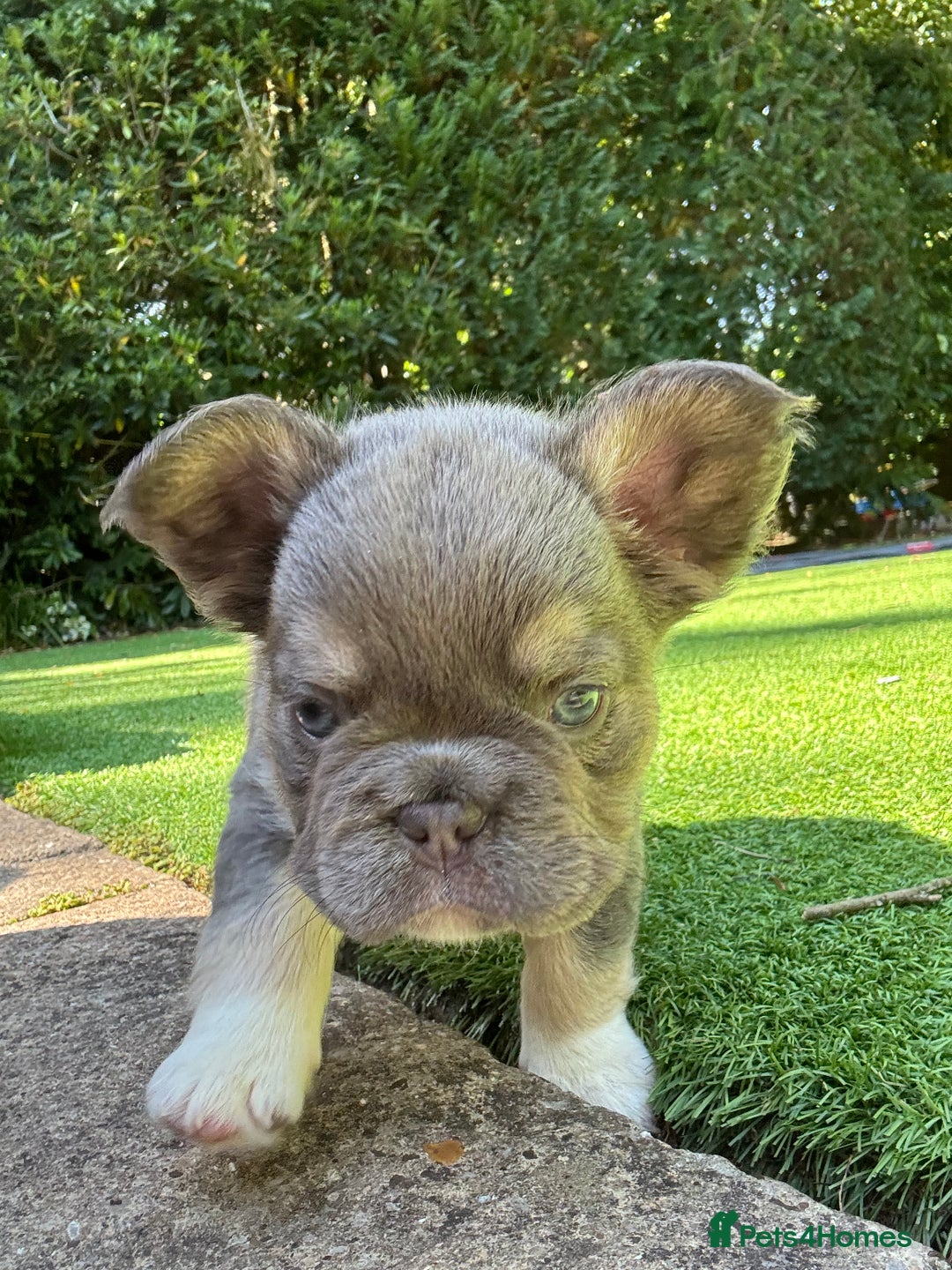 French Bulldog dogs for sale: Cocoa/fawn Fluffy frenchie girl  - Image 5