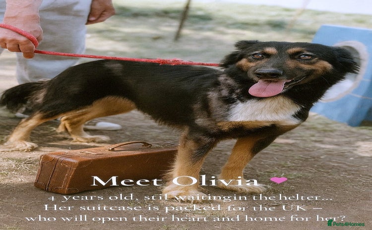 Mixed Breed dogs - Advert 1
