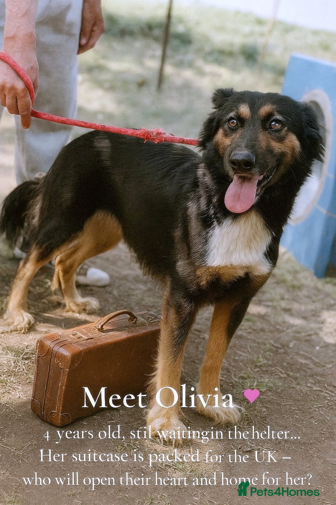 Mixed Breed dogs for adoption: 🐾 Olivia – Sheltie/Australian Shepherd mix 🐾 - Image 1
