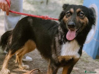 Mixed Breed dogs 🐾 Olivia – Sheltie/Australian Shepherd mix 🐾 - Advert 1