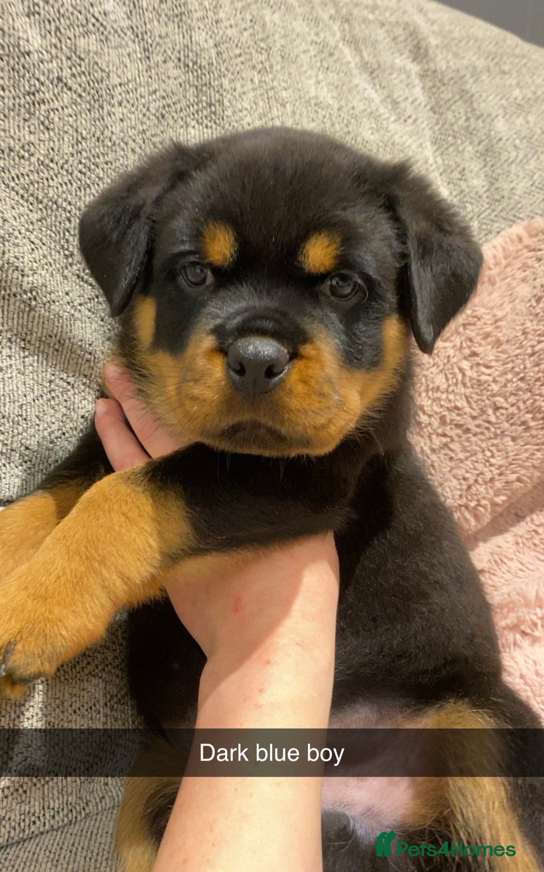 Rottweiler dogs for sale: KC Rottweiler puppies ready 16/11/25 - Image 15