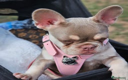 French Bulldog dogs for sale:  KC.French bulldog girl new shade isabella  - Image 8