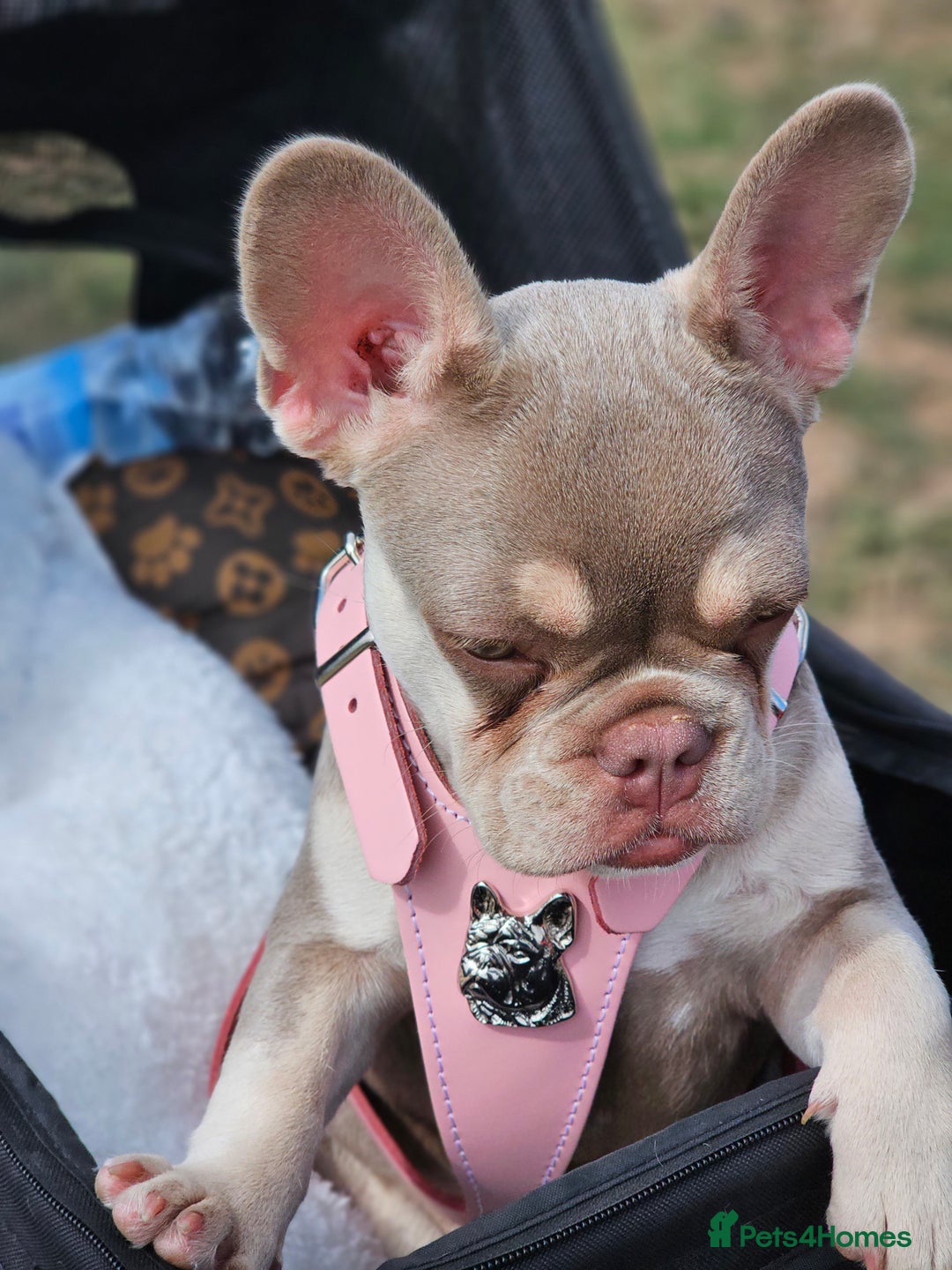French Bulldog dogs for sale:  KC.French bulldog girl new shade isabella  - Image 8
