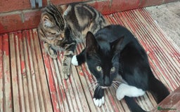 Mixed Breed cats for sale: Two lovely boy kittens looking for forever home  - Image 2