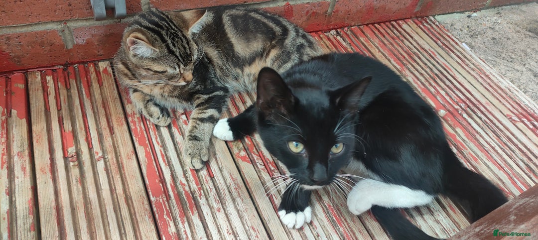 Mixed Breed cats for sale: Two lovely boy kittens looking for forever home  - Image 2