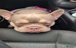 French Bulldog dogs for sale: 3 year old french bulldog  - Image 2