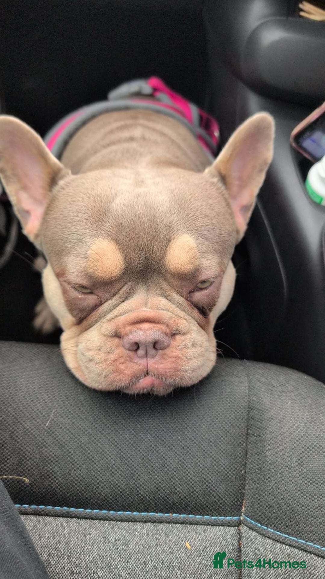 French Bulldog dogs for sale: 3 year old french bulldog  - Image 2