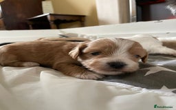 Maltipoo dogs for sale: 6 Beautiful Maltipoo Puppies for sale 🐶🐾 - Image 17