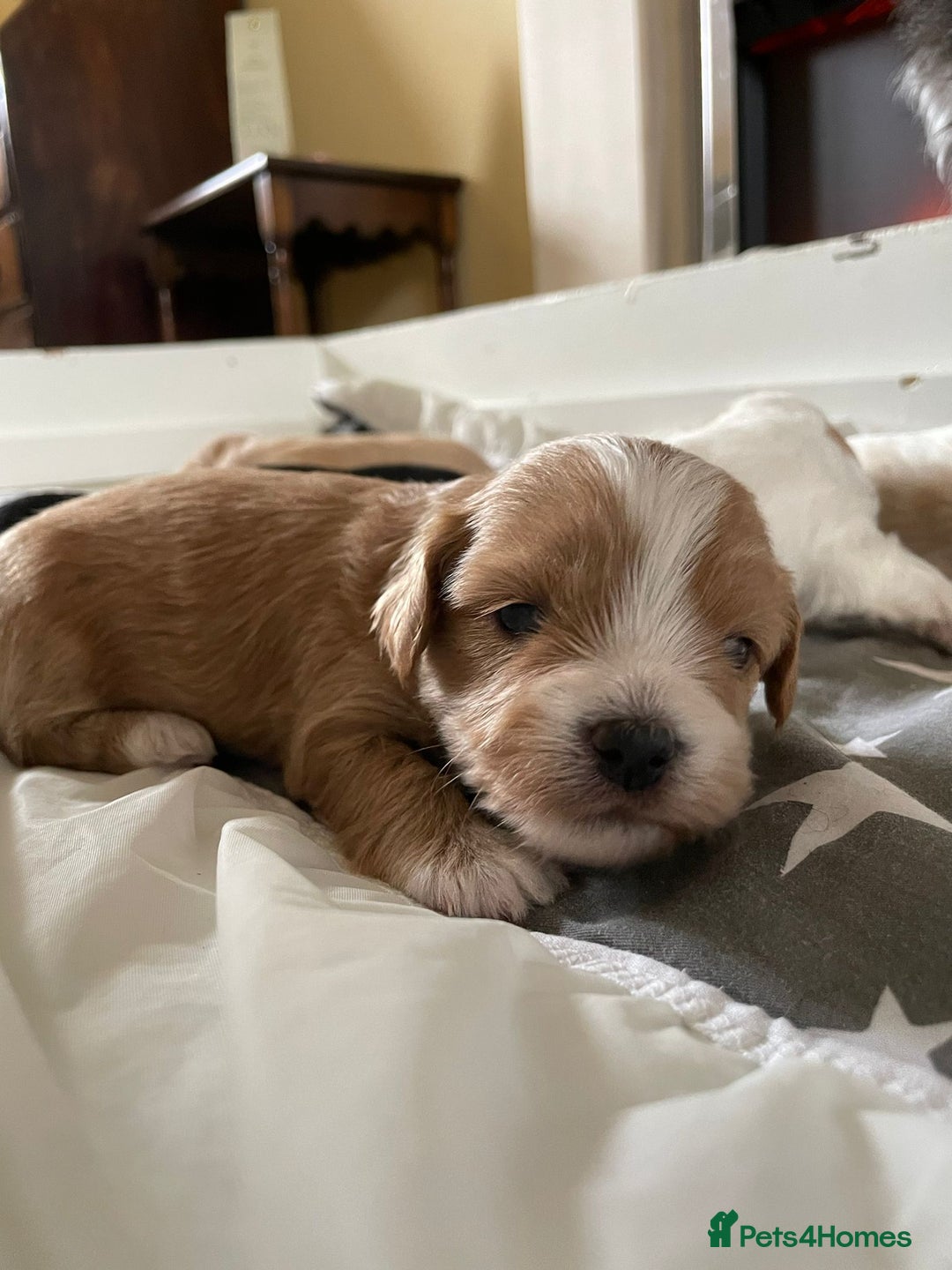 Maltipoo dogs for sale: 6 Beautiful Maltipoo Puppies for sale 🐶🐾 - Image 17