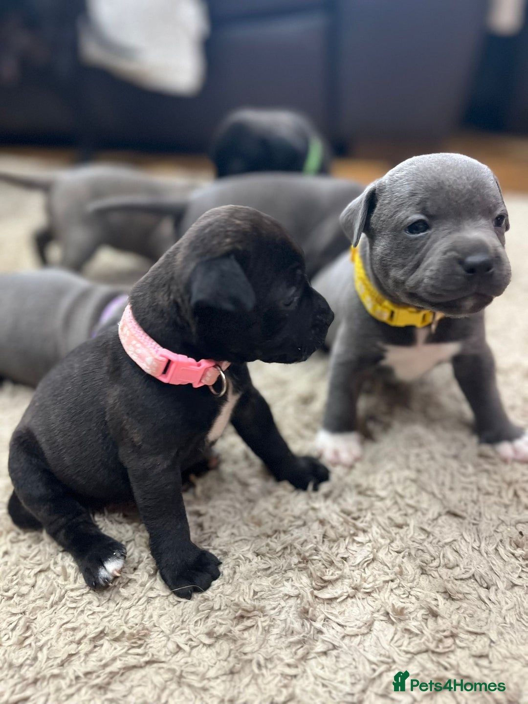 Staffordshire Bull Terrier dogs for sale: 🏅🏆 CHAMPION PLAY BOY BLUE&BLACK STAFFY PUPS - Image 7