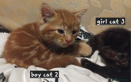 Mixed Breed cats for sale: 3 adorable 6 week old kittens. - Image 4