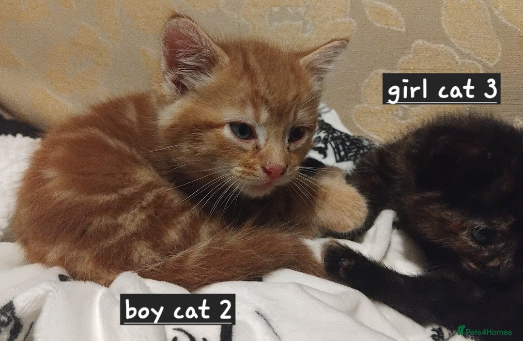 Mixed Breed cats for sale: 3 adorable 6 week old kittens. - Image 4