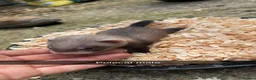 Ferret rodents for sale: Ferret Kits in Bury Saint Edmunds - Advert 5
