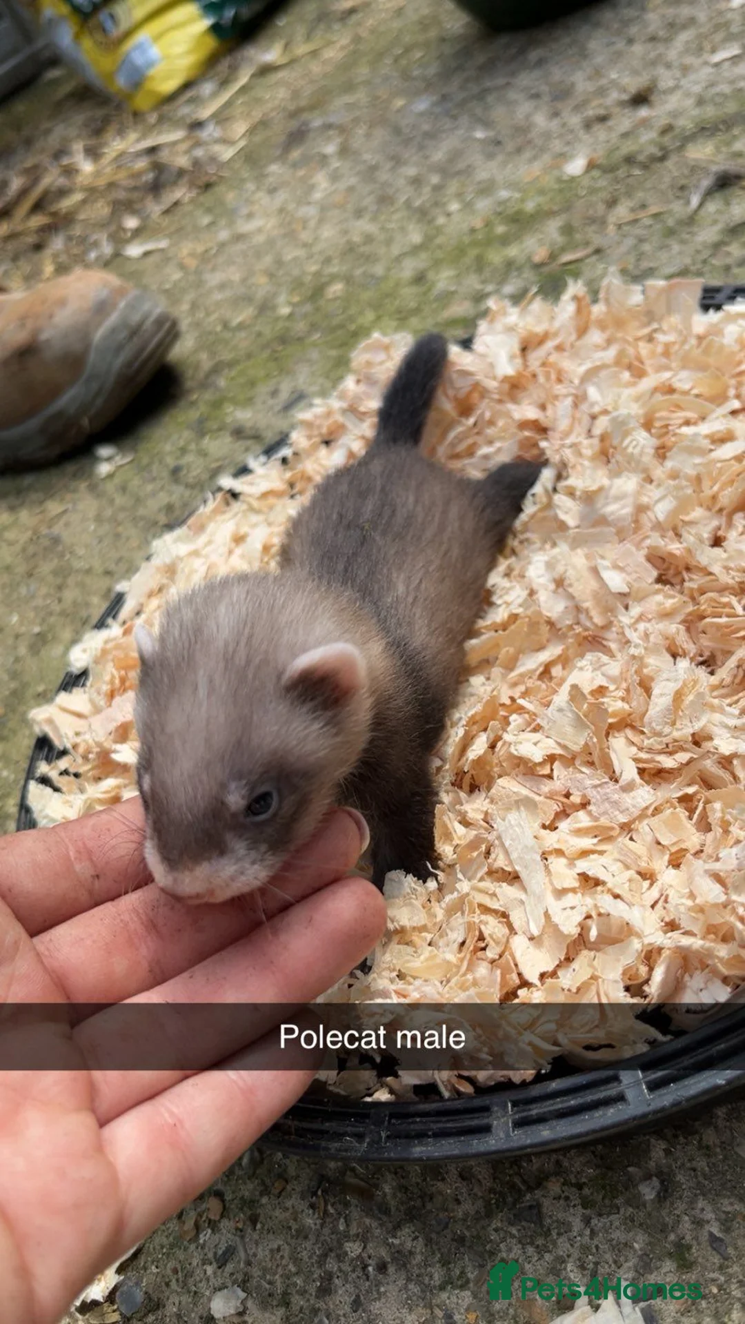 Ferret rodents for sale: Ferret Kits in Bury Saint Edmunds - Advert 5