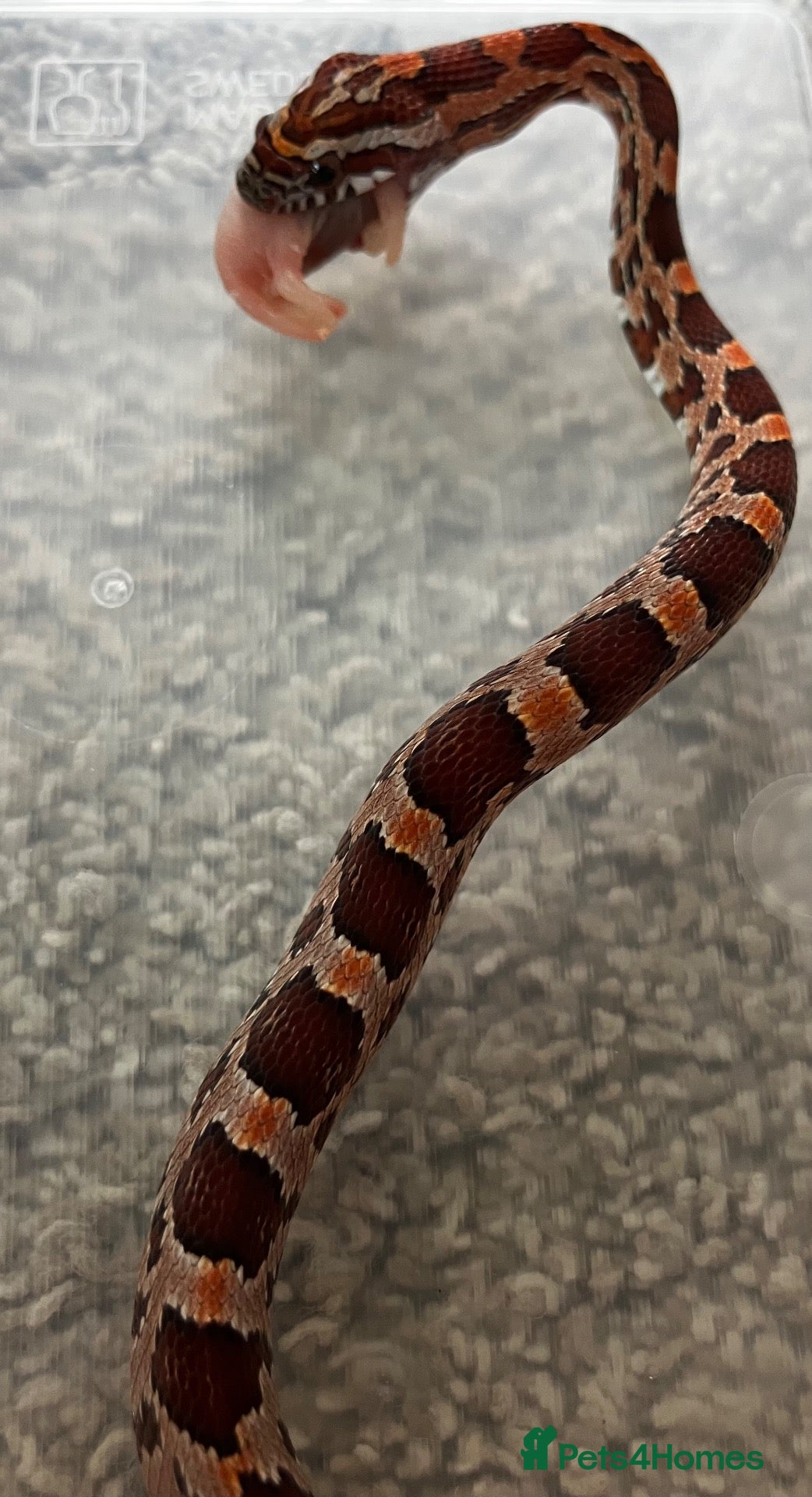 Corn Snake reptiles Baby Corn Snakes 🐍  - Advert 2