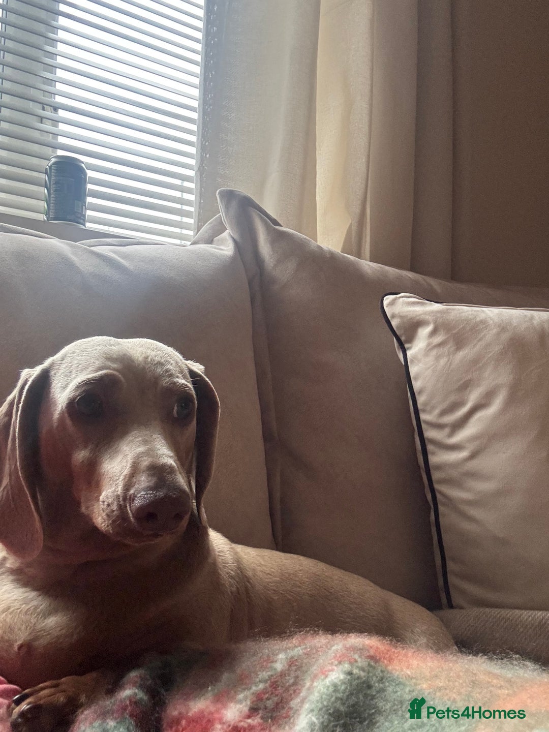 Miniature Dachshund dogs for sale: Digga - Advert 2