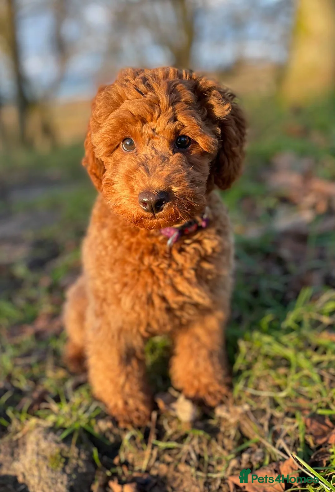 Toy Poodle dogs for stud: Exquisite Proven KC Red Stud DNA Clear Eye Tested - Advert 4