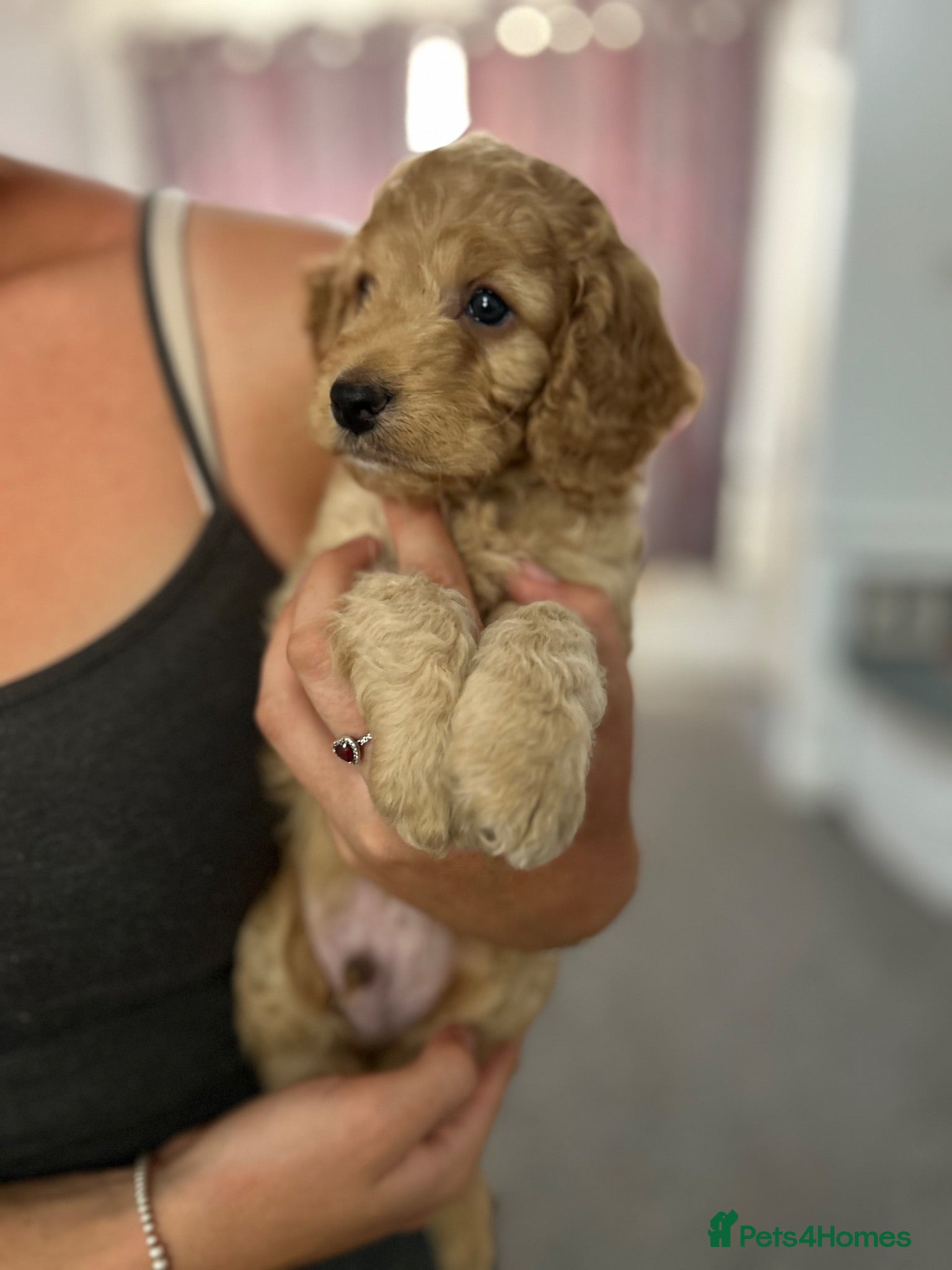 Cockapoo dogs Stunning Cockapoo Pups Health tested parents  - Advert 1